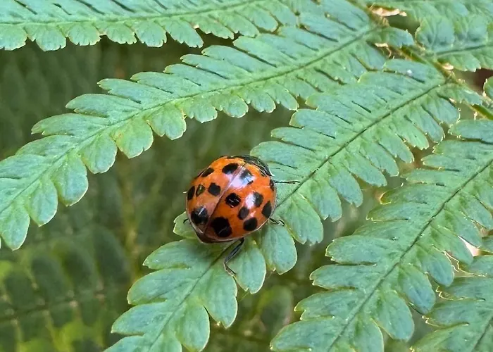 Feriehus Szekelykapu Vendeghaz Mátraszentimre